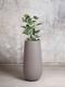 Ficus Audrey