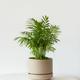 Parlor Palm