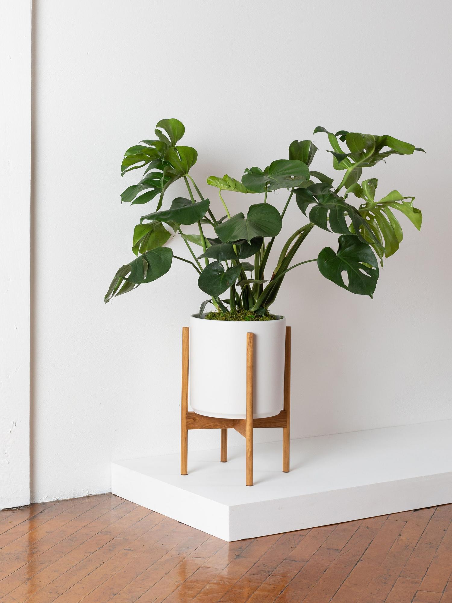 Buy a Monstera Deliciosa (Large) Léon & Premium Online Plant