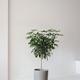 Schefflera Tree - Nouvelle