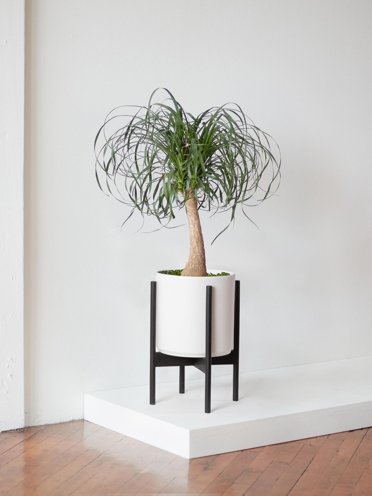 Ponytail Palm