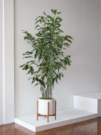 indoor plants picture