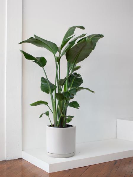 Bird of Paradise