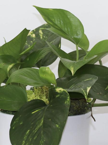 Duo Pothos Cascade X Snake - Mid-Century