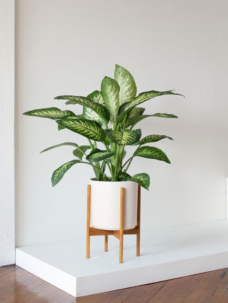 Dieffenbachia