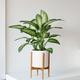 Dieffenbachia