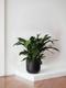 Cast Iron Plant