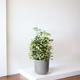 Schefflera Gold Capella - Nouvelle