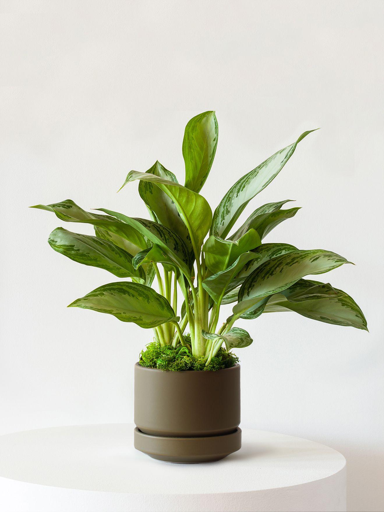 Silver Evergreen - Olive Scandinavian Ceramic 