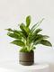 Silver Evergreen