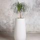 Ponytail Palm