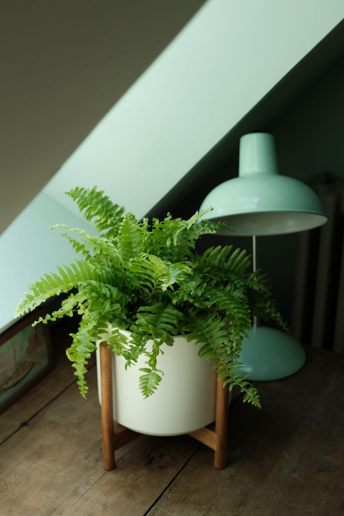 Boston Fern
