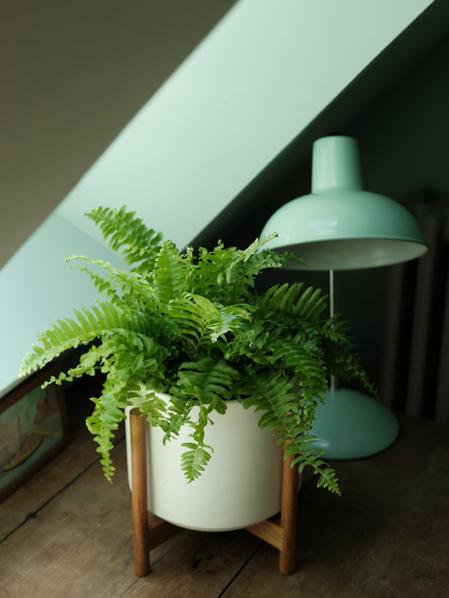 Boston Fern