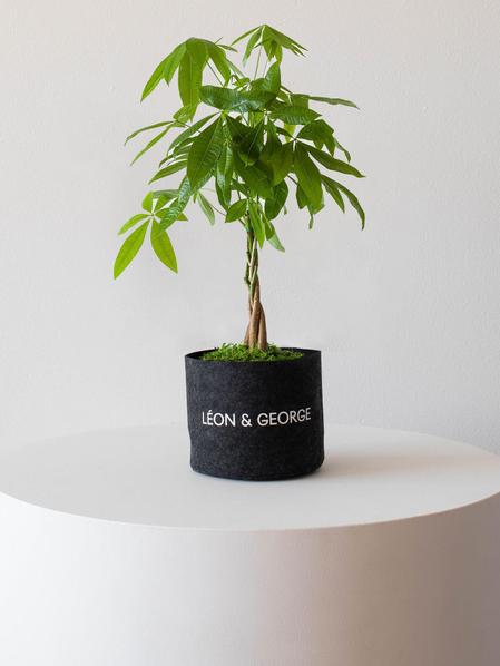 Braided Money Tree