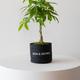Braided Money Tree