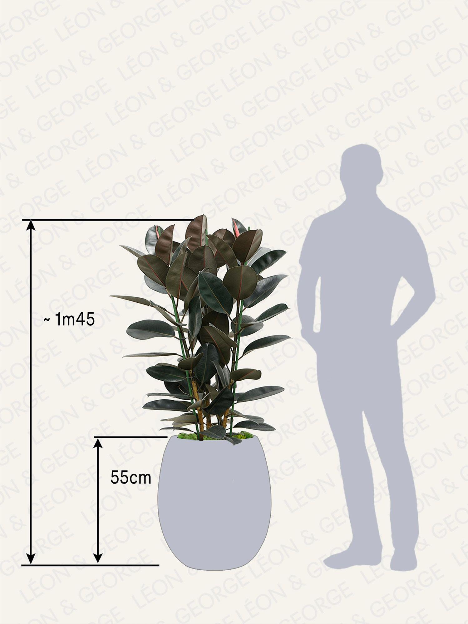 Ficus Elastica Abidjan