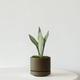 Moonshine Snake Plant