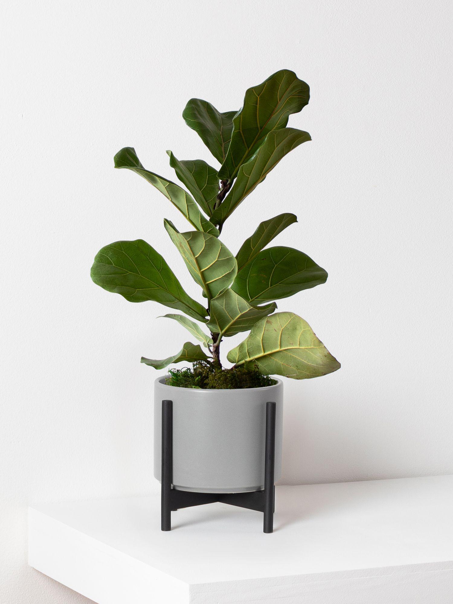 Fiddle Leaf Fig Plant