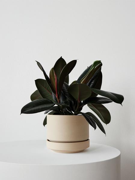 Rubber Plant