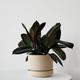 Rubber Plant