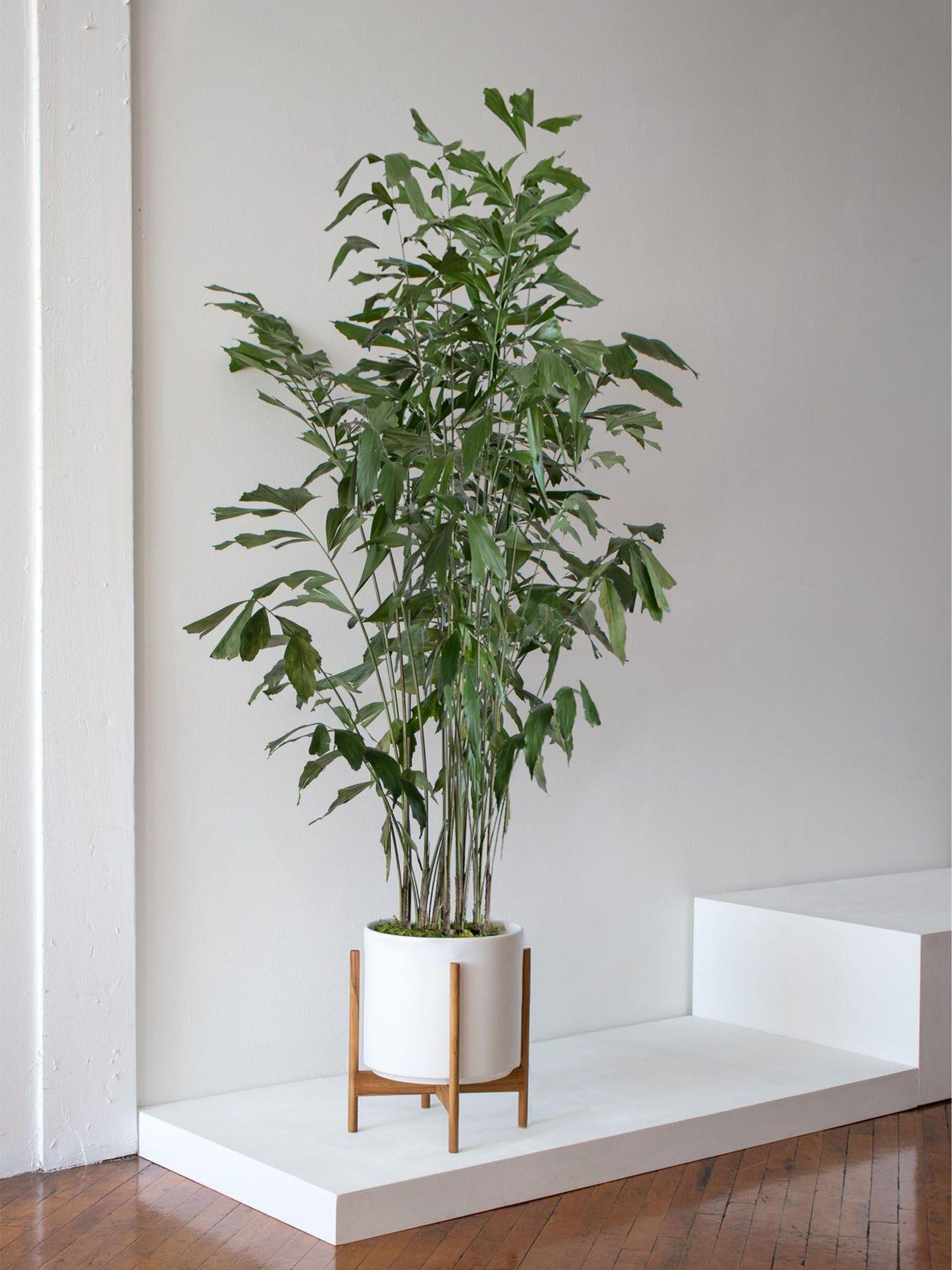 Support de plante pour cache-pots Velvet