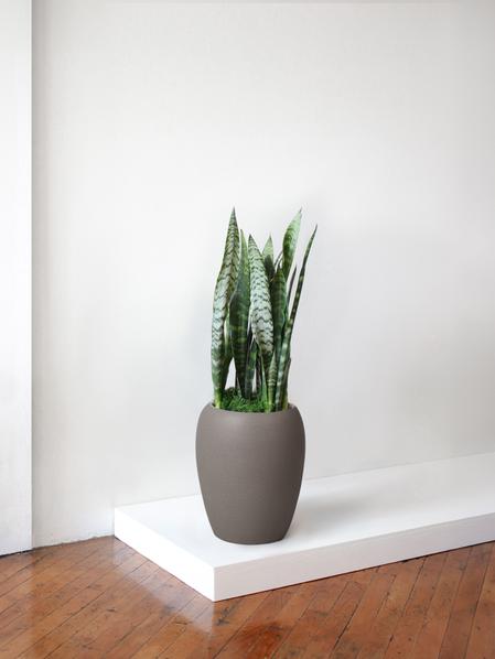 Black Coral Snake Plant