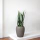 Black Coral Snake Plant