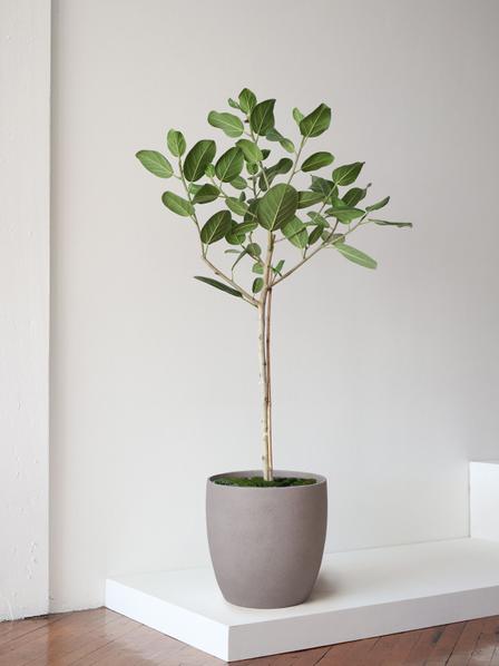 Ficus Audrey Tree