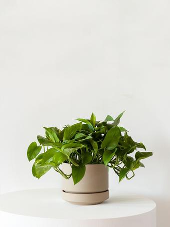 indoor plants picture