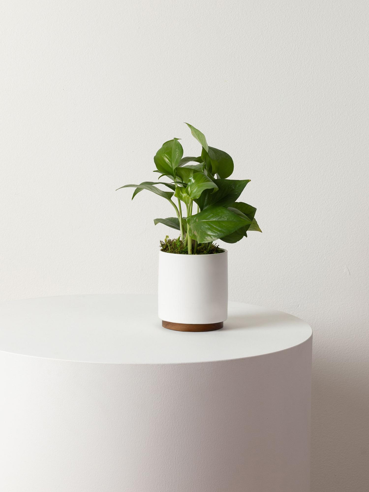 Jade Pothos
