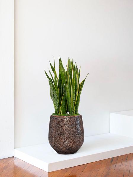 Sansevieria Laurentii