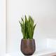 Sansevieria Laurentii