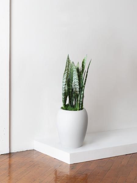 Black Coral Snake Plant