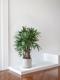 Lady Palm