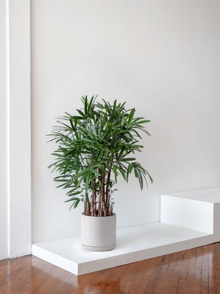 Lady Palm