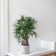 Lady Palm