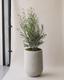 Olive Bush