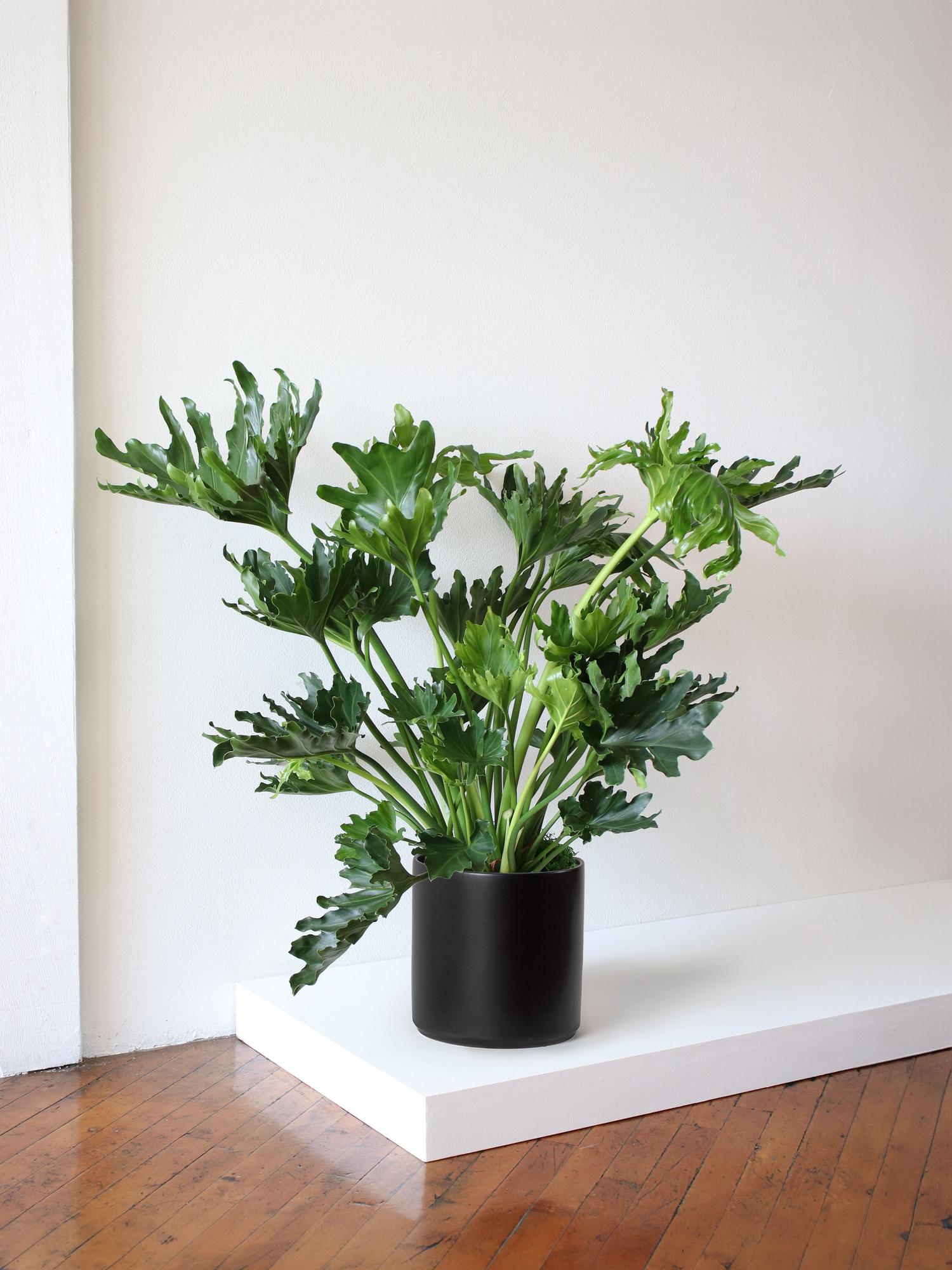 Hope Philodendron - Black Ceramic