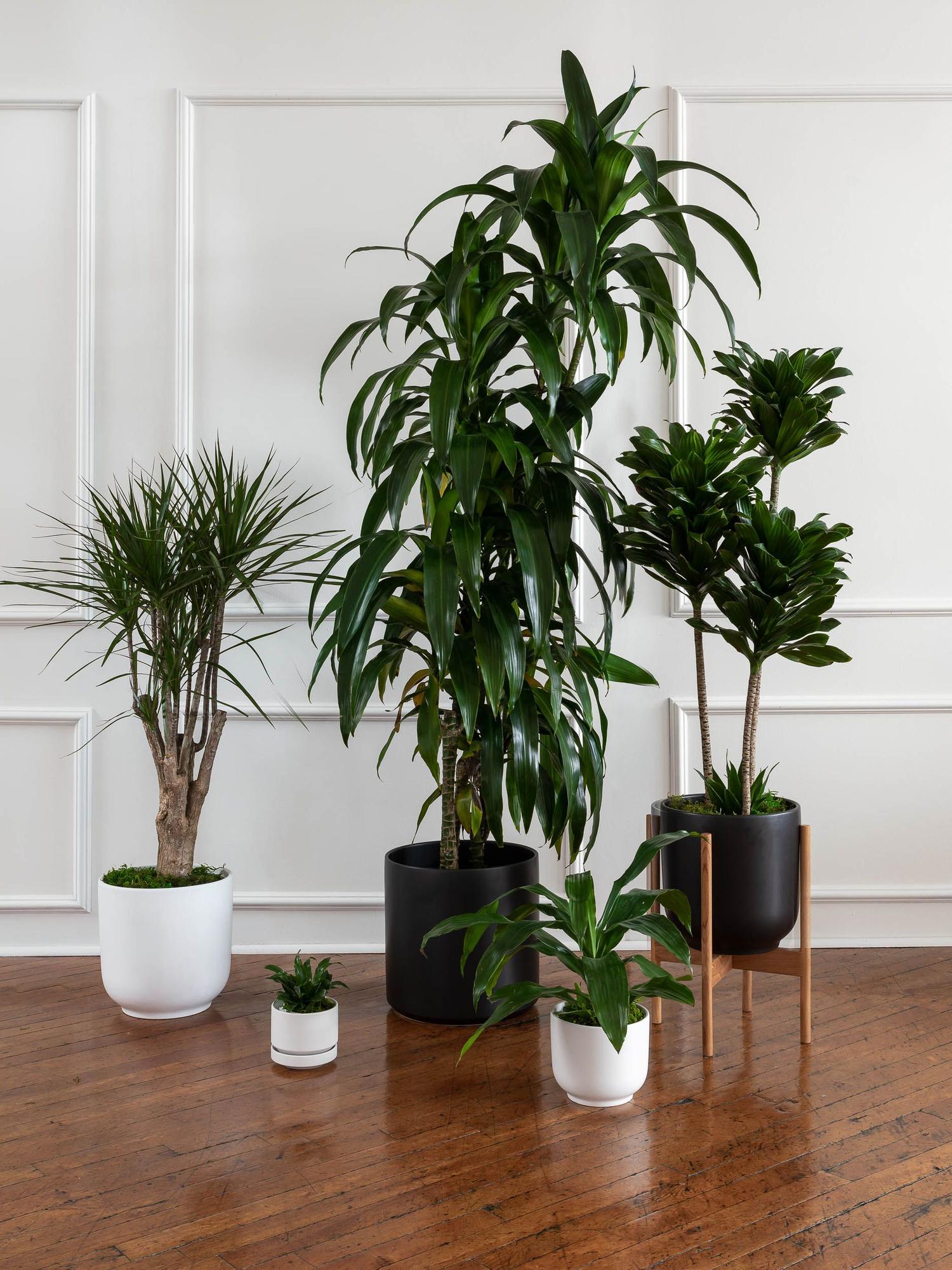 Dracaena Compacta - White Ceramic