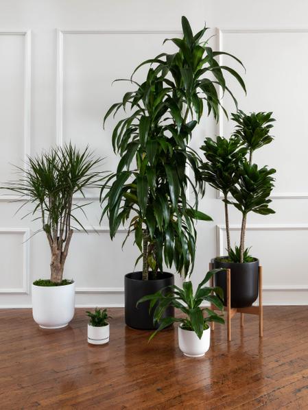 Dracaena Compacta - Nouvelle Ceramic