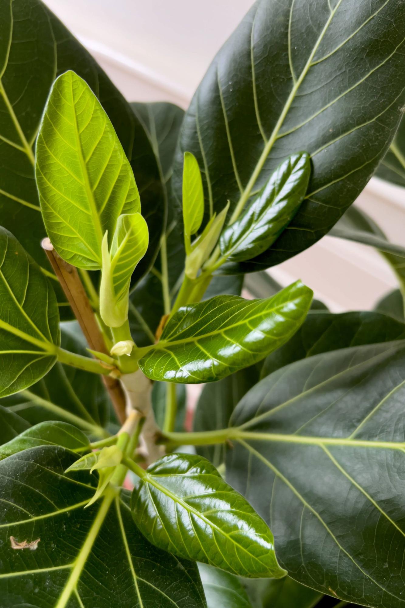 Verdant Vitality Kit