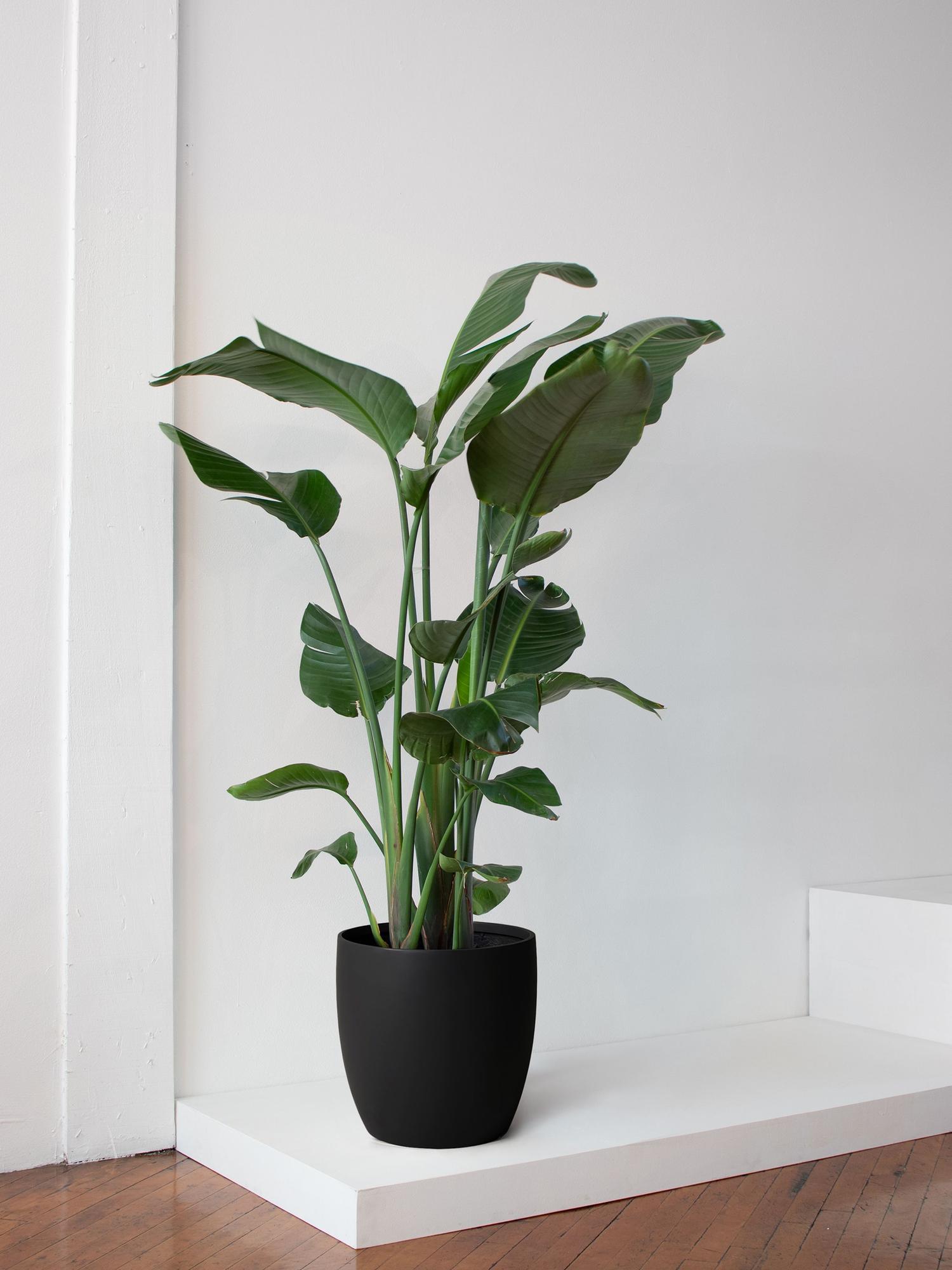 Bird of Paradise