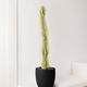 Desert Cactus