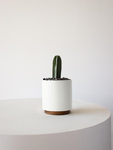 Mexican Fence Post Cactus