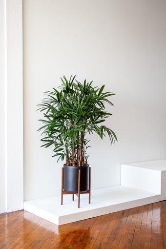 indoor plants picture
