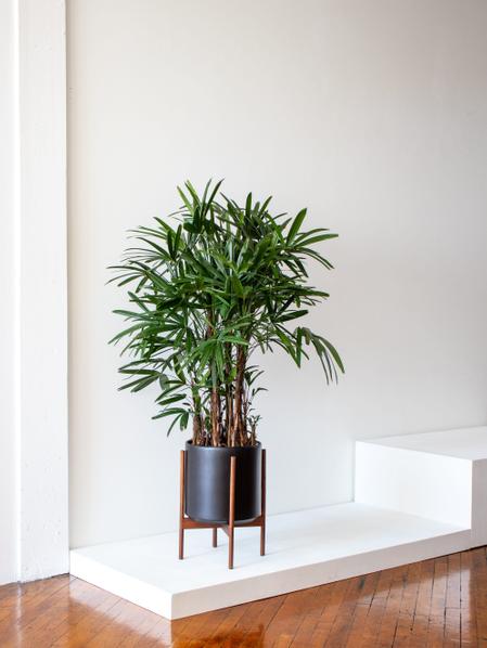 Lady Palm