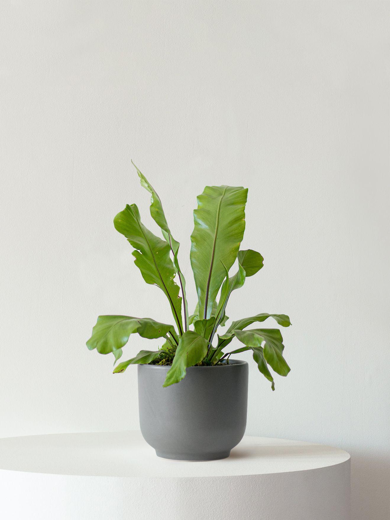 Bird's Nest Fern - Black Ceramic