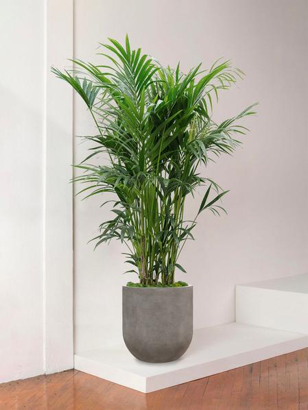 Palmier Kentia
