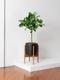 Arbre Ficus Audrey