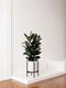 Rubber Tree